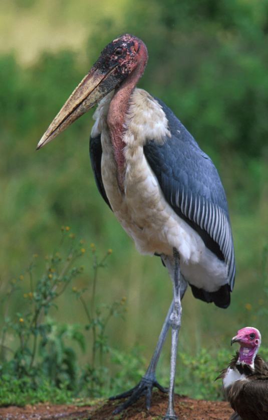Marabou Stork by John Mason - Organikos