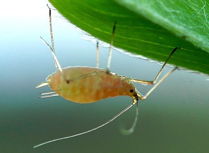 Pea aphid on alfalfa