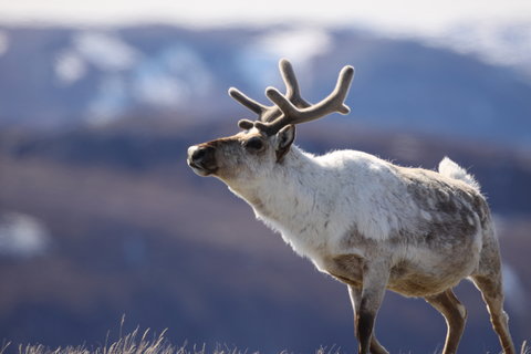 Eric Post/Pennsylvania State UniversityGrazing and biodiversity: an adult male caribou in Greenland.
