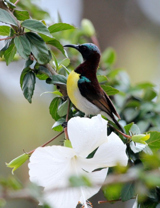 Purple-rumped Sunbird by Anukash - La Paz Group