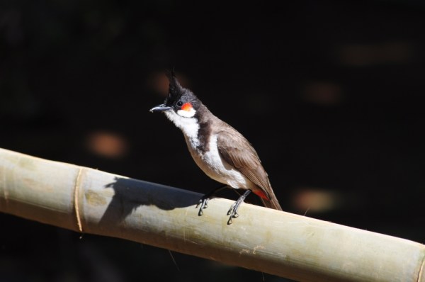 Red-whiskered Bulbul by Salim E. - La Paz Group