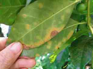 John Vandermeer.  A mild infection of coffee rust on a tree in Mexico.