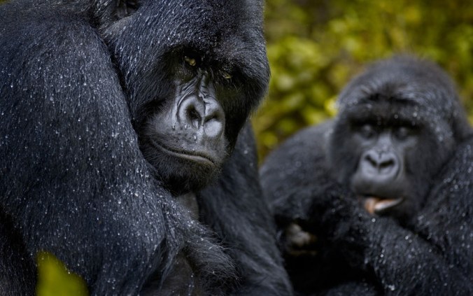 Close cousins: a gorilla family in Rwanda. Photo by Charles L Harris/Gallery Stock