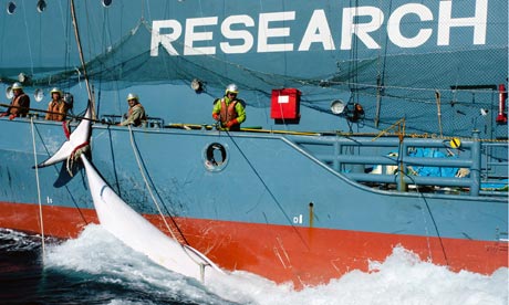 The Sea Shepherd vessel Bob Barker tries to stop a from being whale loaded on to the Nisshin Maru. Photograph: Glenn Lockitch / Sea Shepherd Australia
