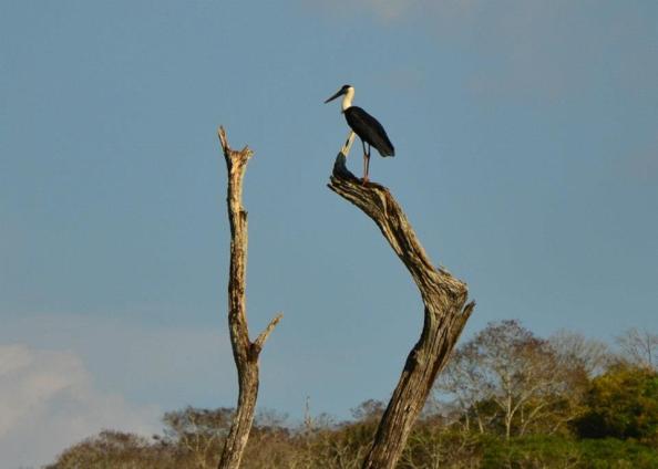 Photo Credit: Mr. Vijay Mampilly