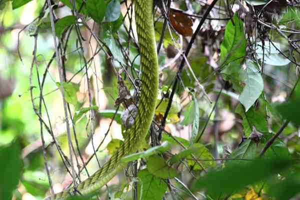 Many visitors see the canopy walkway as a low-tech amusement ride. But look closely, and wonders await: like this green mamba slithering past. Tim Boucher/TNC