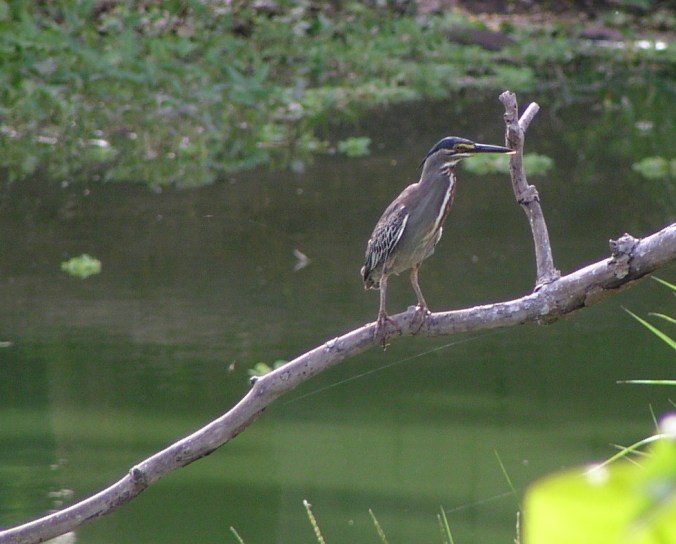 Photo Credit: John Mason