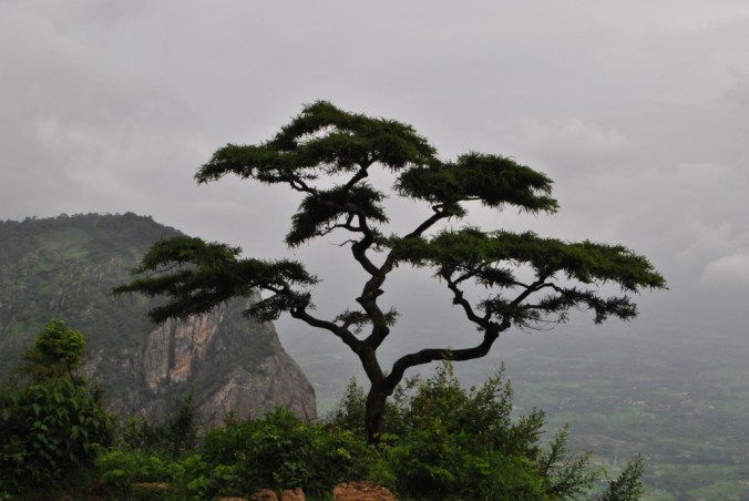 Photo credits: M N Shaji