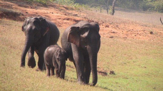 Elephants near periyar lake