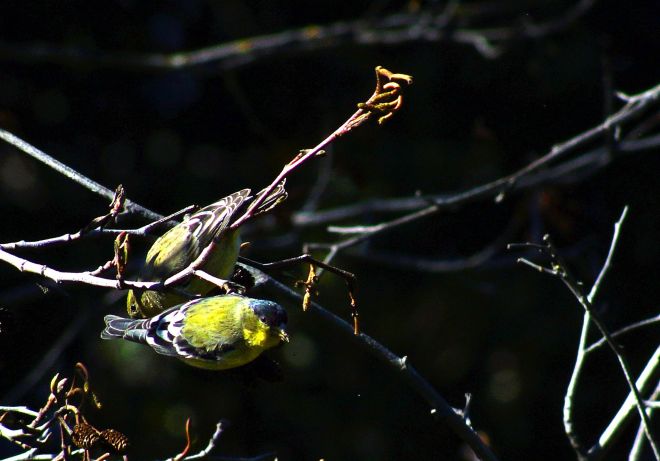 Lesser Goldfinch by Jason Chen - La Paz Group