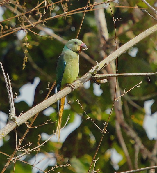 Malabar Parakeet by Anucash - Organikos