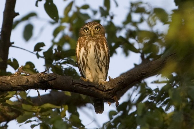 Spotted Owlet by Douglas Bruch - La Paz Group