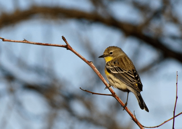 Yellow-rumped Warbler by Jason Chen - La Paz Group