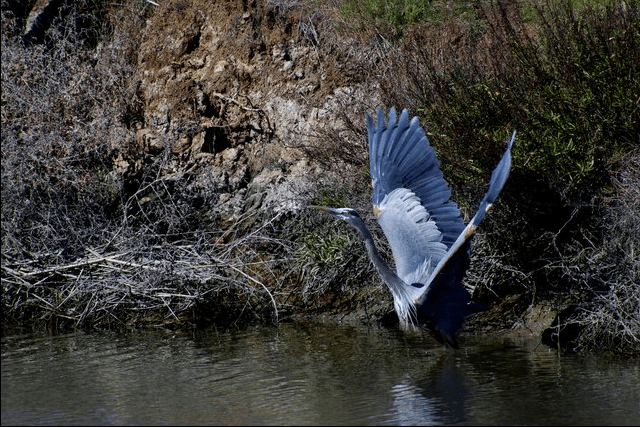 Great Blue Heron by Jason Chen - La Paz Group