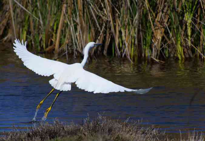 Snowy Egret by Jason Chen - La Paz Group
