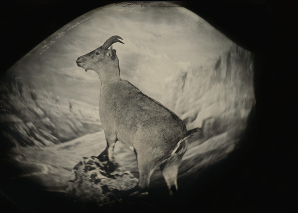 Bringing Them Back to Life.The revival of an extinct species is no longer a fantasy. But is it a good idea?