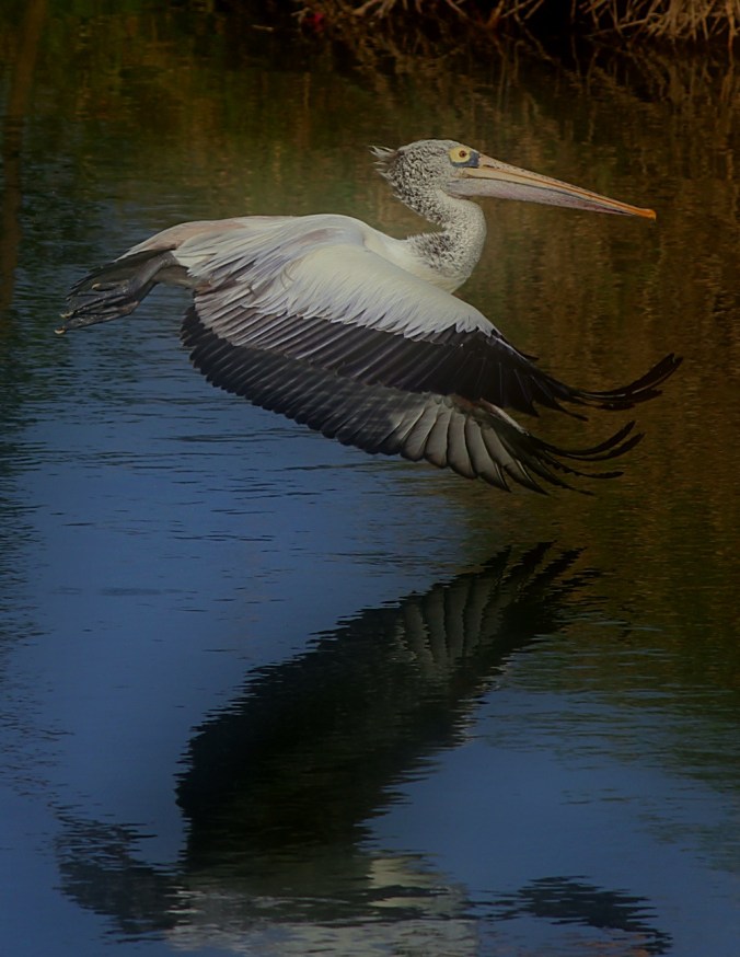 Spot-billed Pelican by Anukash - La Paz Group