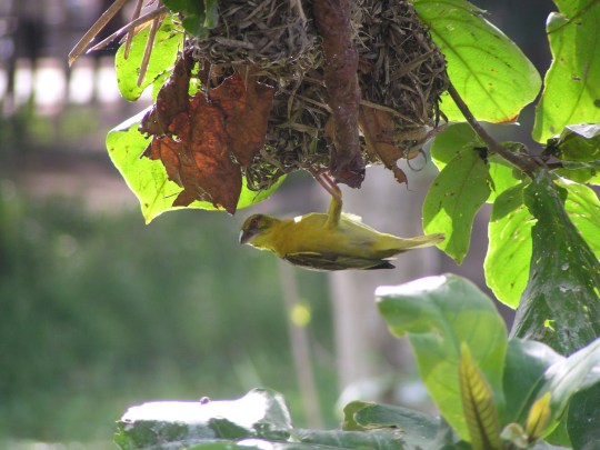 Photo Credit: John Mason