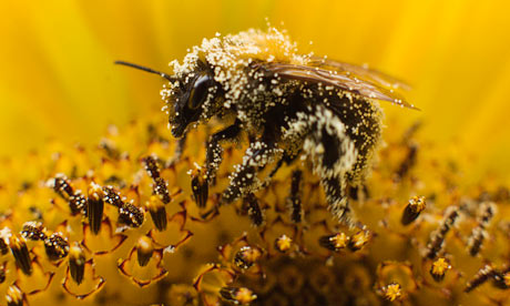 A bee collects pollen from a sunflower in Utrecht, the Netherlands. EU states have voted in favour of a proposal to restrict the use of pesticides linked to serious harm in bees. Photograph: Michael Kooren/Reuters