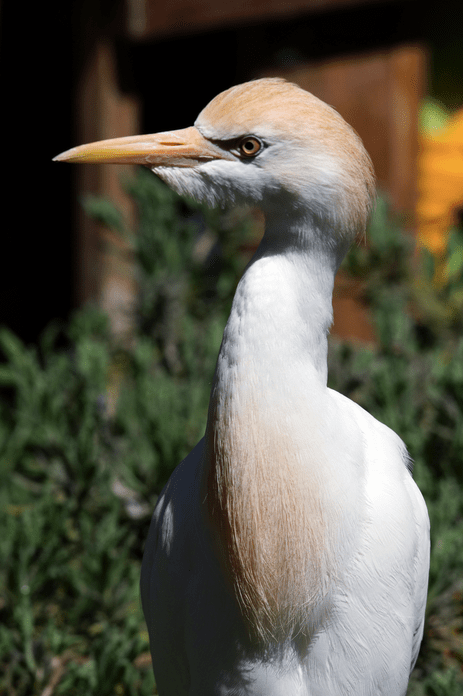 Cattle Egret by Jason Chen - La Paz Group