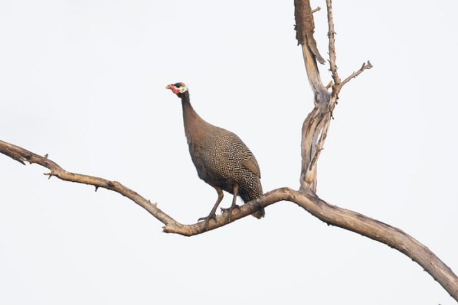 Helmeted Guineafowl by Douglas Bruce - Organikos