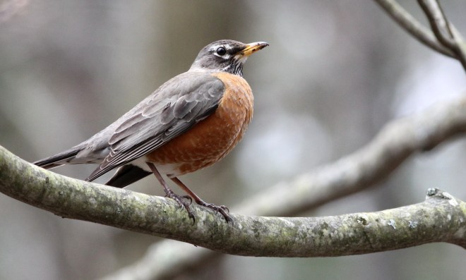 American Robin by Justin Proctor - La Paz Group