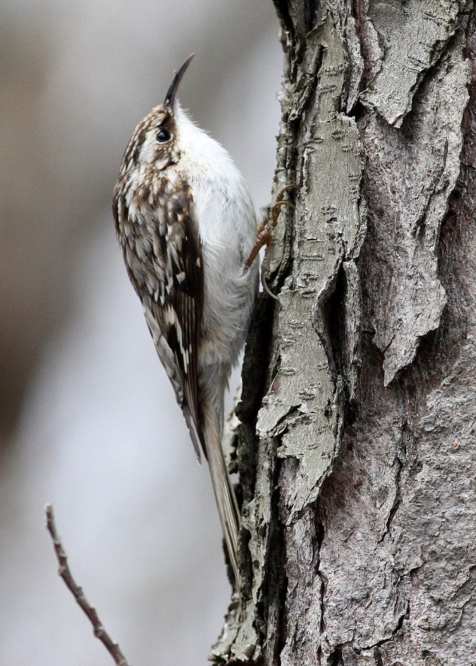 Brown Creeper by Justin Proctor - La Paz Group