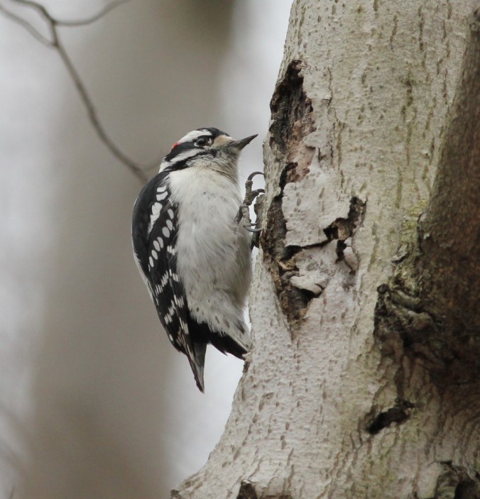 Downy Woodpecker by Justin Proctor - La Paz Group