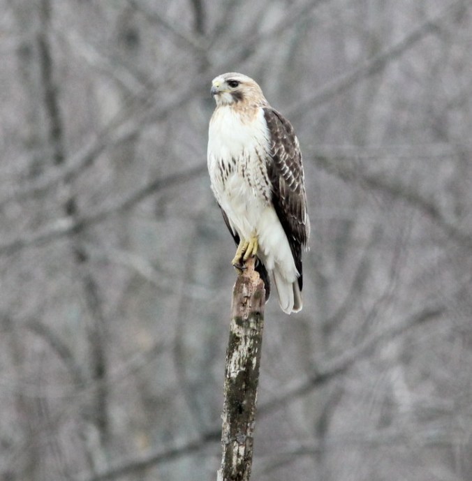 Red-tailed Hawk by Justin Proctor - La Paz Group