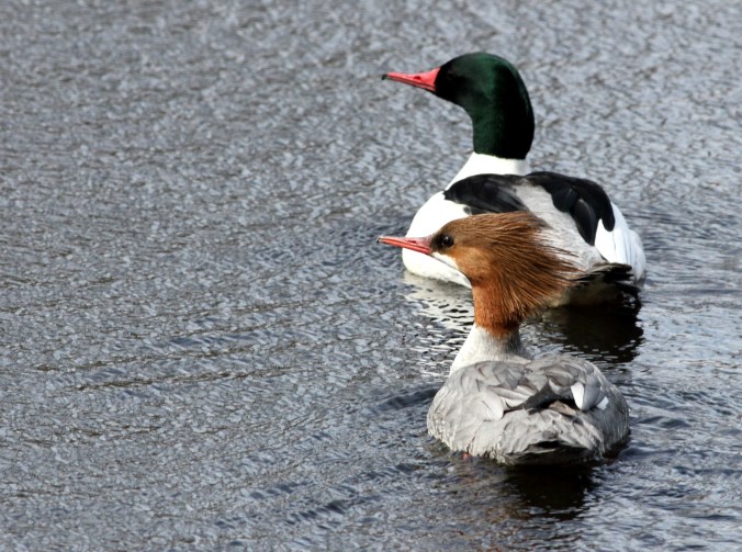Common Merganser by Justin Proctor - La Paz Group