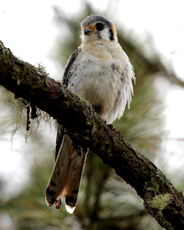 American Kestrel by Justin Proctor - La Paz Group