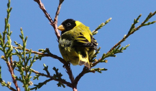 Antillean Siskin by Justin Proctor - La Paz Group