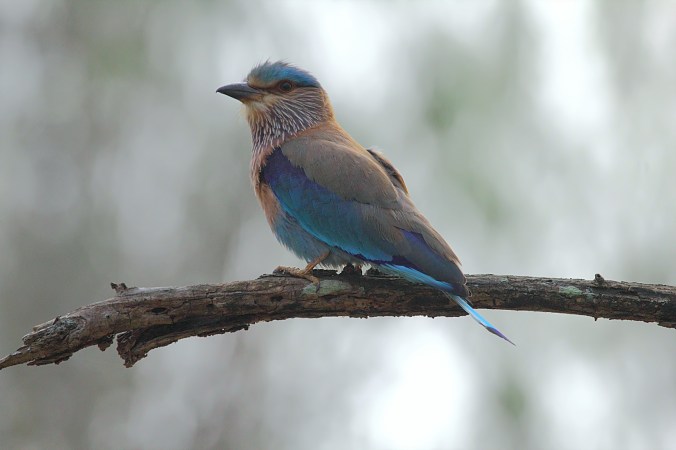 Indian Roller by Anukash - La Paz Group