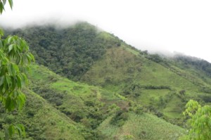 Shreds of forest remain among the landscape of cattle