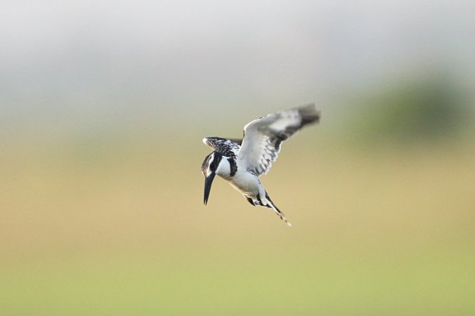 Pied Kingfisher by Douglas Bruce - La Paz Group