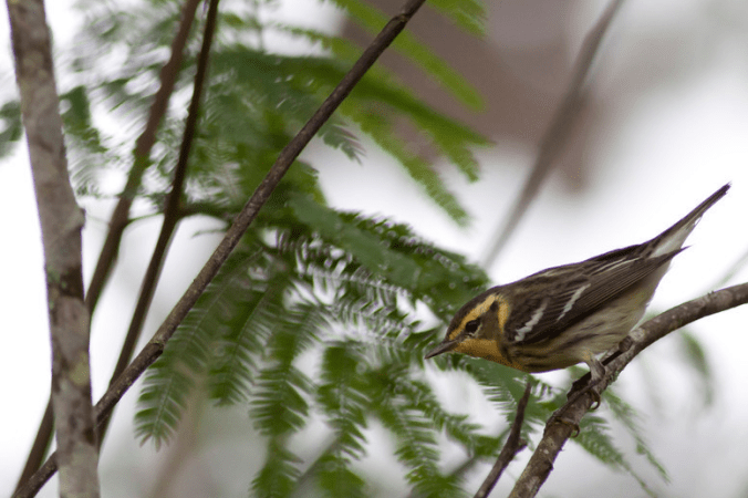 Blackburnian Warbler by Evan Barrientos - La Paz Group