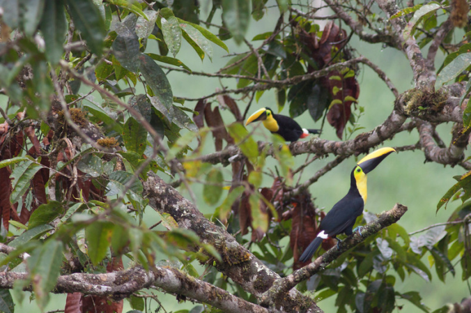Chocó Toucans by Evan Barrientos - La Paz Group