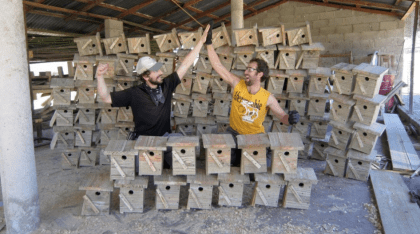 Nest Boxes Complete!