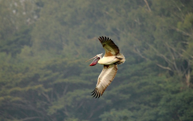 Spot-billed Pelican by Anukash  - Organikos