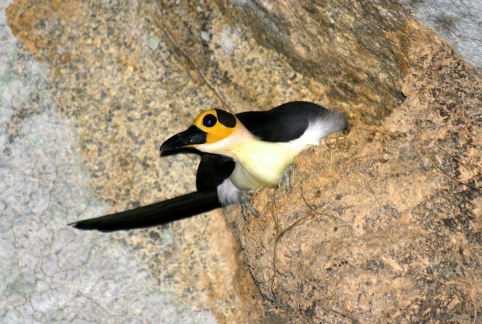 White-necked Picathartes - Photo Credit: David Shackelford Rockjumper Birding Tours 