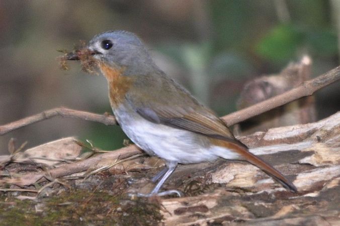 White-bellied Blue Flycatcher female by Vijaykumar Thondaman - La Paz Group