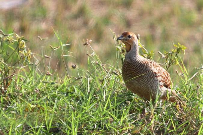Grey Francolin by Vijaykumar Thondaman - RAXA Collective