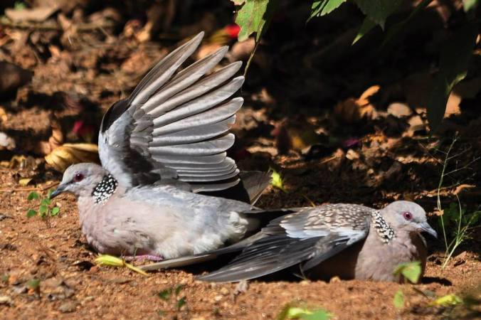 spotted dove by Vijaykumar Thondaman - La Paz Group