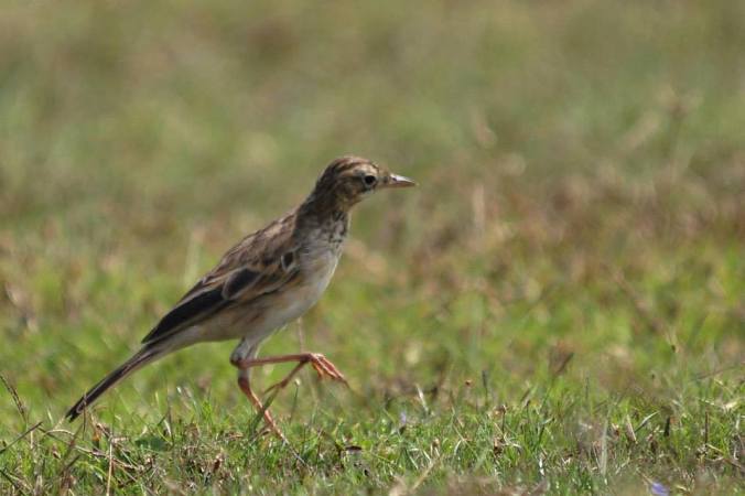 Paddyfield Pippit by Vijaykumar Thondaman - RAXA Collective