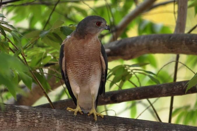 Shikra by Vijaykumar Thondaman - RAXA Collective