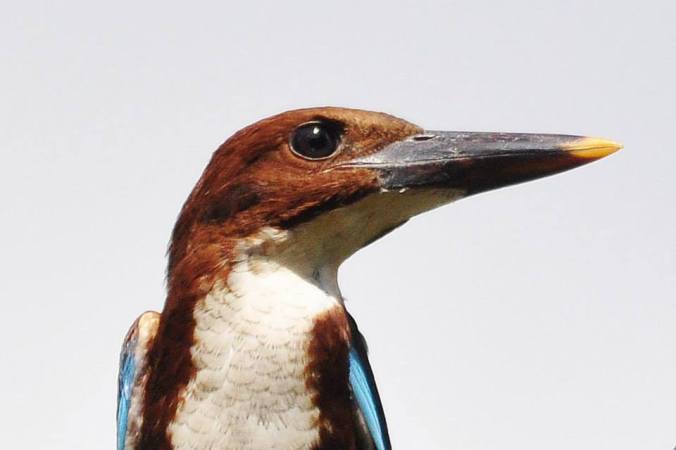 White-throated Kingfisher by Vijaykumar Thondaman - La Paz Group