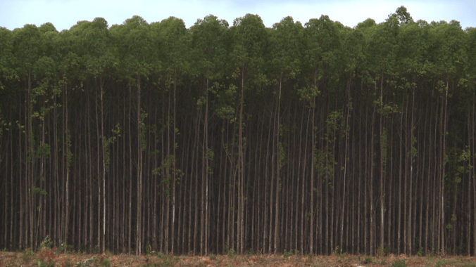 carbon rush credit Amy Miller