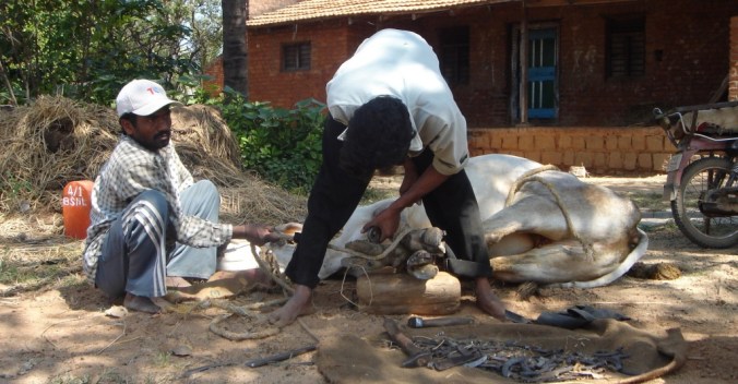 Photo Credits: Ramesh Kidangoor