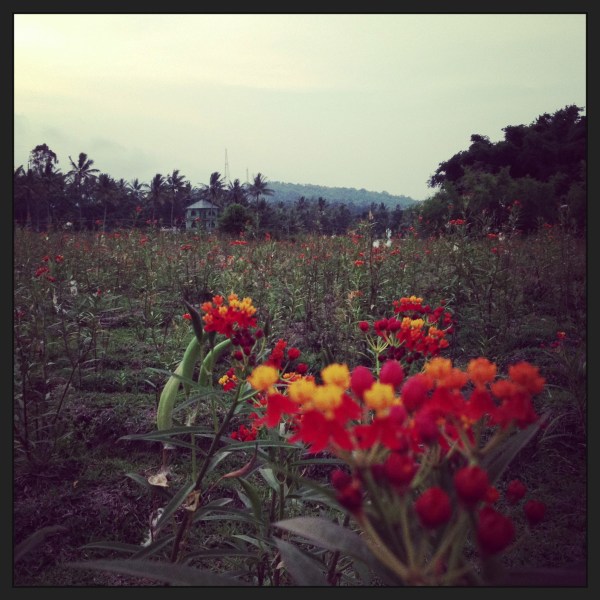 Flowers in the meadow credit Ea Marzarte - Raxa Collective