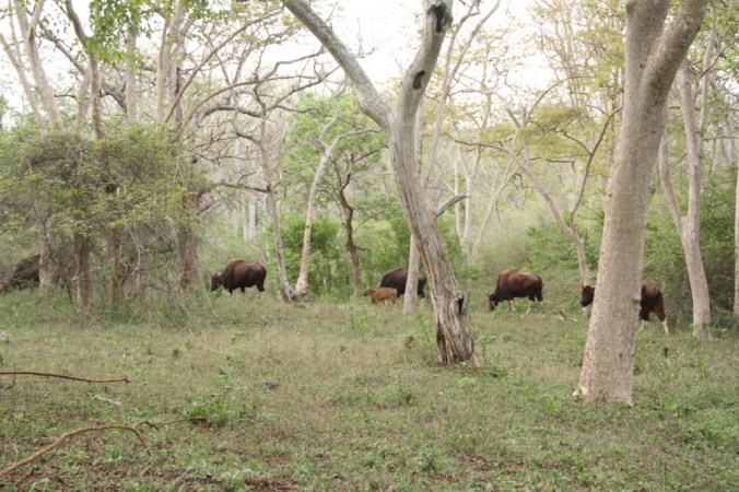 Photo Credits: Roji Antony